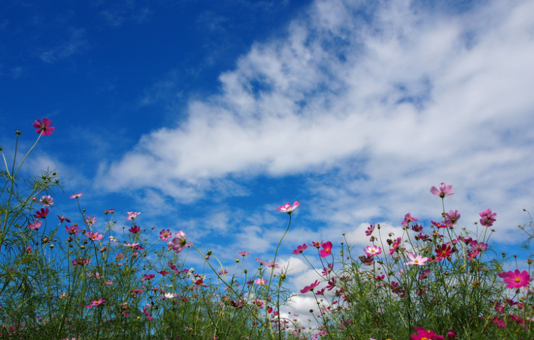 Light Clouds Sky with a land of flowers