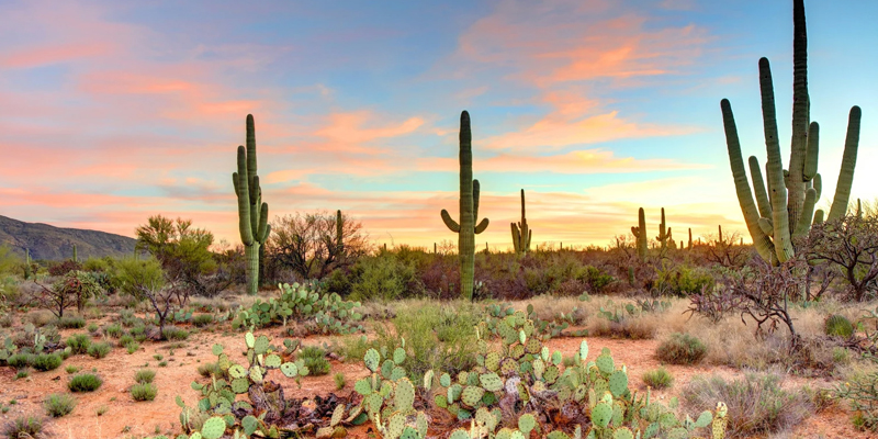 desert landscape
